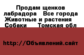 Продам щенков лабрадора - Все города Животные и растения » Собаки   . Томская обл.